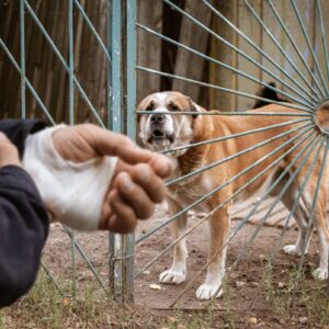 Tragedie în Mărășești: Un copil de 3 ani ucis de o haită de câini